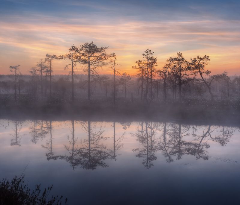 ... болотные зарисовки ...photo preview