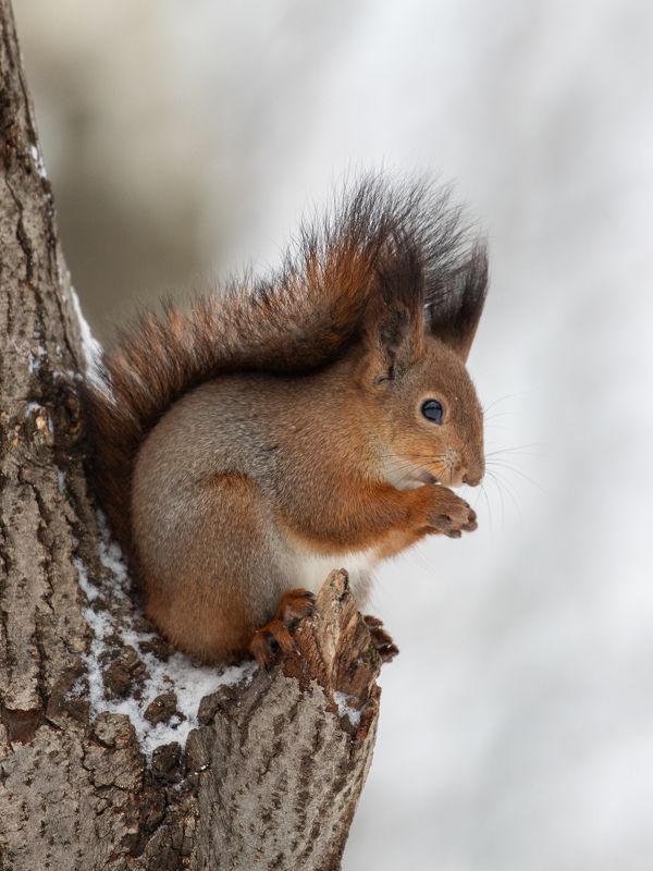 белка, животные, белки обед фото превью