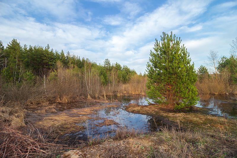 весна, лес, ручей photo preview
