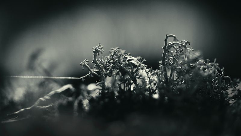 Тяни!photo preview