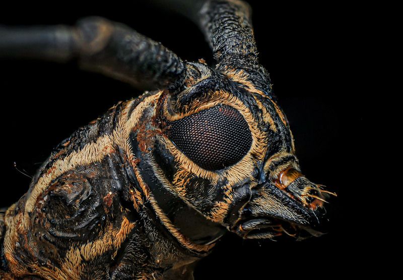 macro, nature, bugs, beetle, insect, longhorn beetle Flat-faced longhorn beetlephoto preview