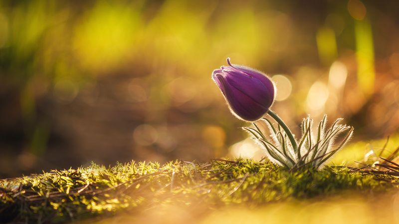 Приход весны фото превью