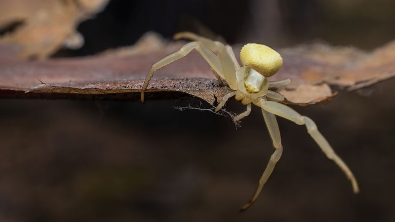 паук Зима прошлаphoto preview