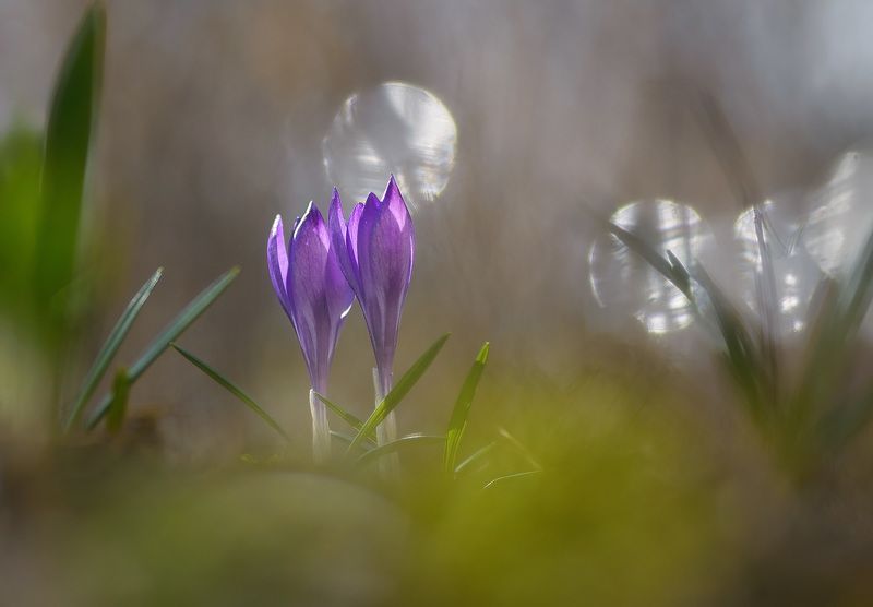 Первоцветы.photo preview