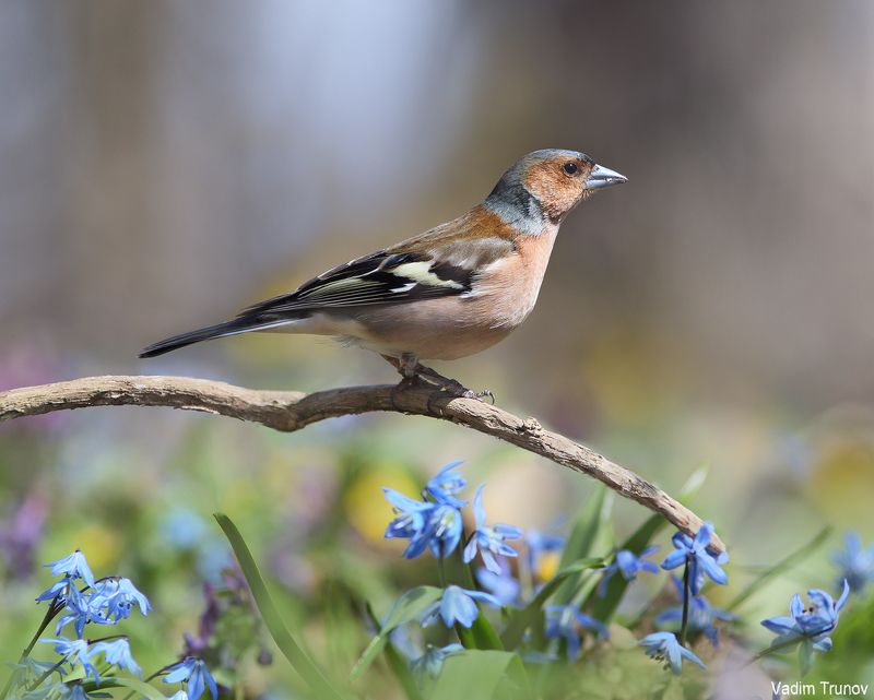 зяблик Зябликphoto preview