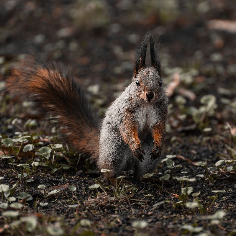 белка, животное, грызун, парк, природа, весна, animal, animal photofraphy, spring, squirrel Белка в паркеphoto preview