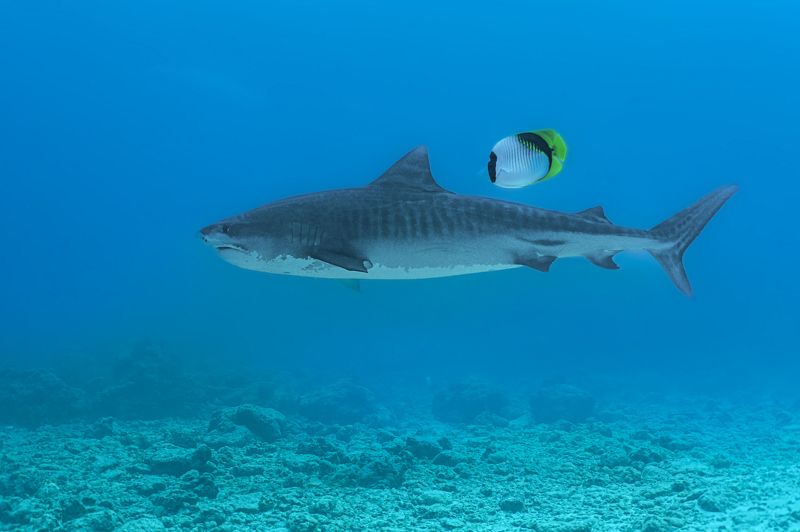 Сопоставлениеphoto preview