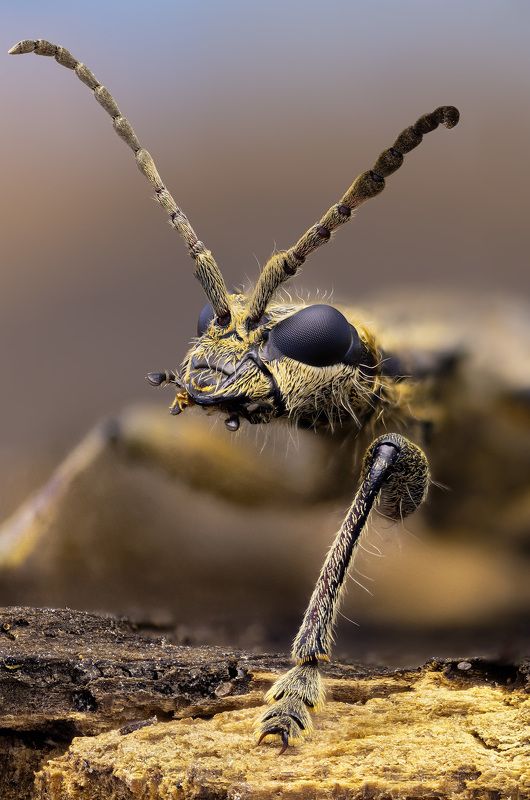 rhagium, inquisitor Ребристый рагий фото превью
