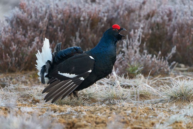 птицы, тетерев, весна, ток, утро, иней Тетерев на токуphoto preview