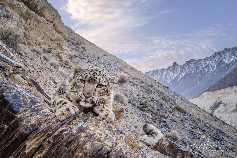 Снежный барс.photo preview