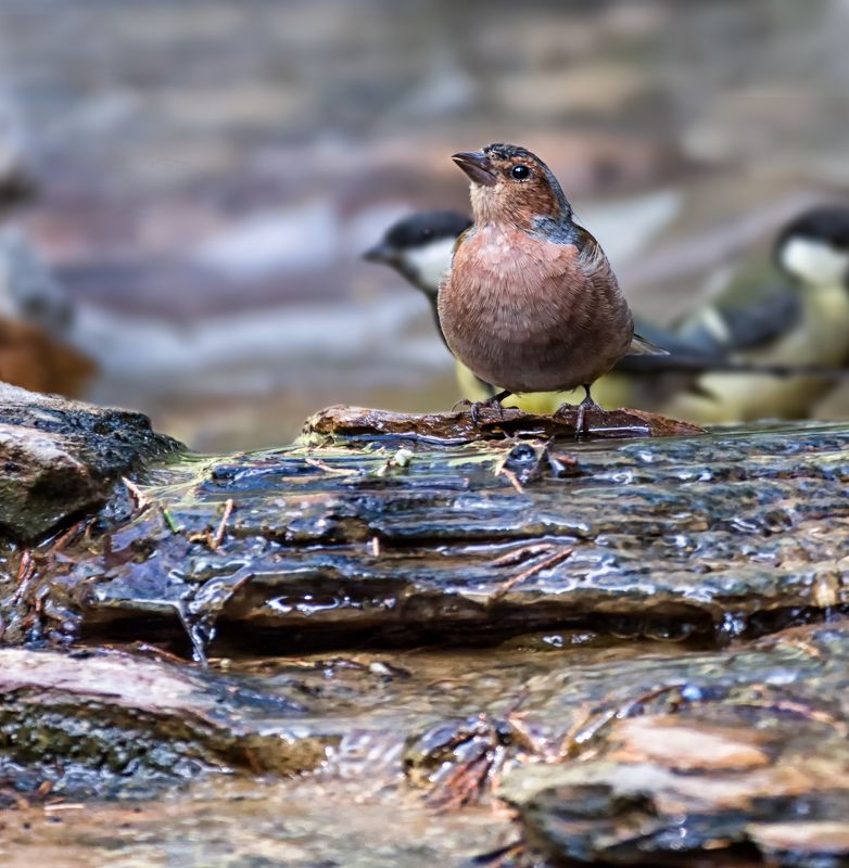птицы, зяблик, синица, купание, ручей, В купальне..photo preview
