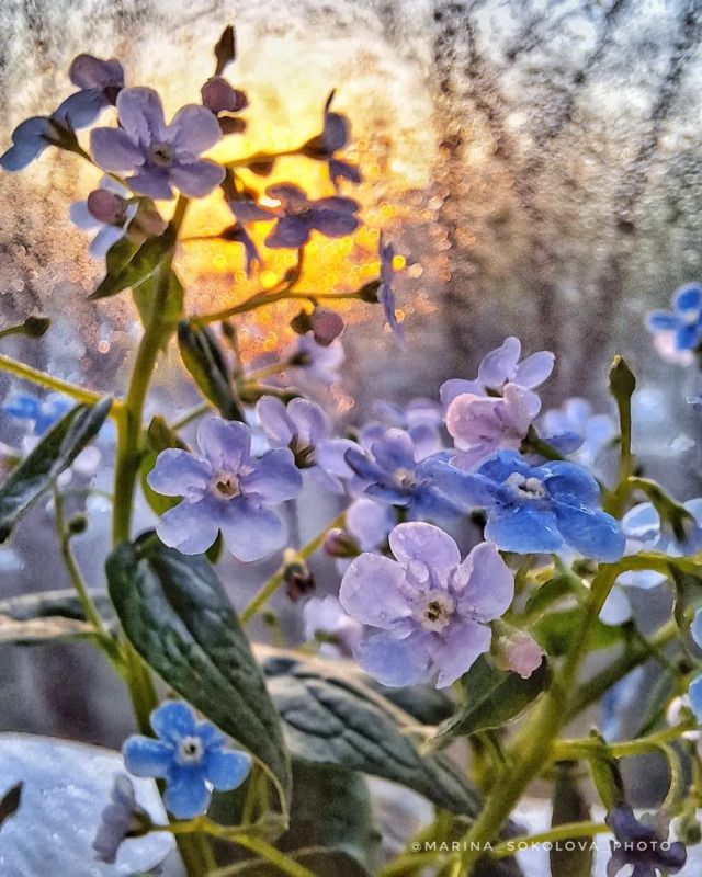 мобильное, фото Утренний привет.photo preview