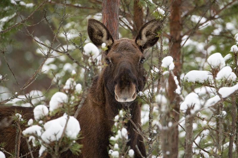 лось, сохатый, лес, зима, ресницы Как вам мои реснички?photo preview