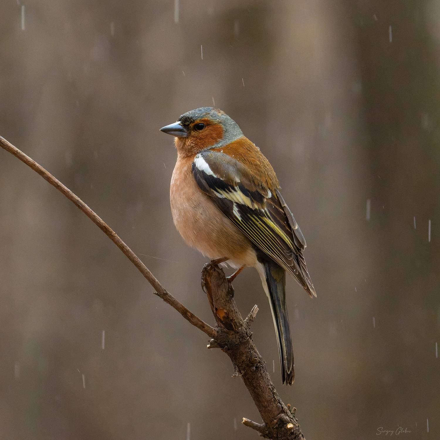 зяблик, птицы, пернатые, Глебов Сергей