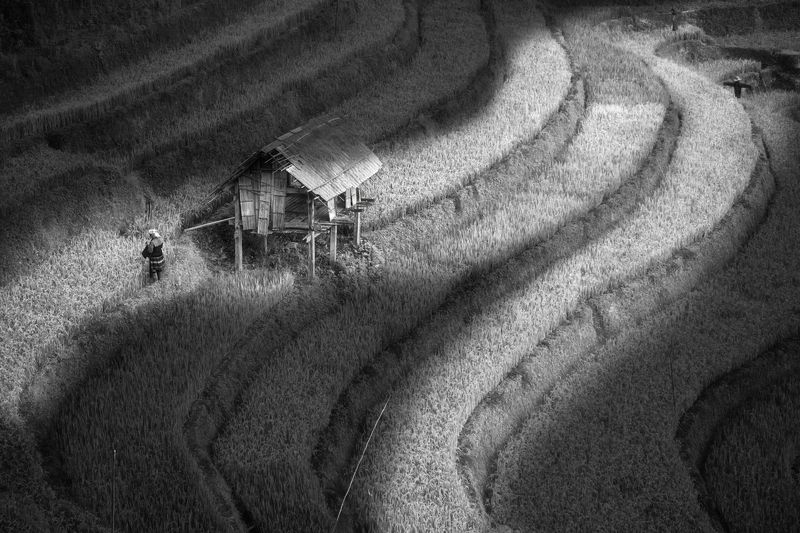 Рис и образы Вьетнама*photo preview