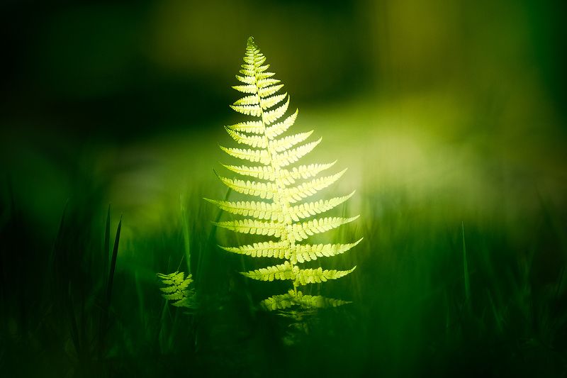 leaf, fern, nature, light Fern leafphoto preview