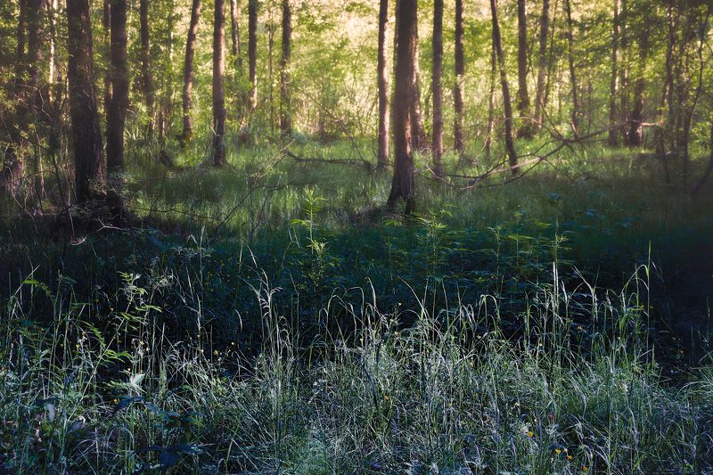 лес В лесуphoto preview