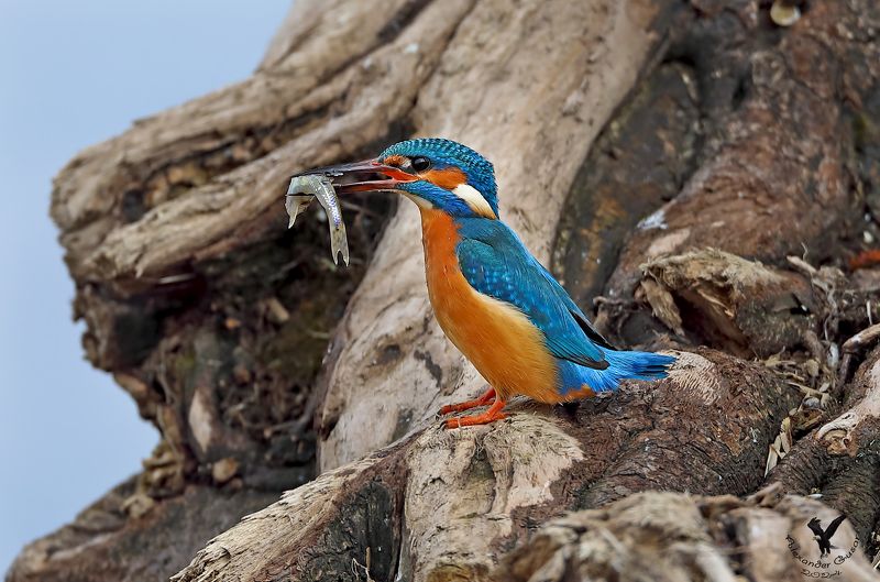 зимородок Добытчик.photo preview