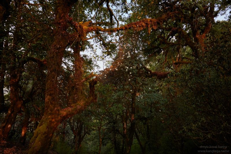 пейзажемагьё, пейзаж-как-виденье Вечер в джунглях Шивапури фото превью