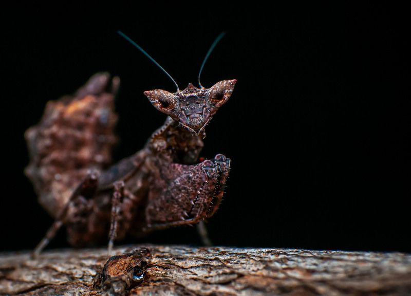 mantis, insect, macro, nature Demon Boxer Mantisphoto preview