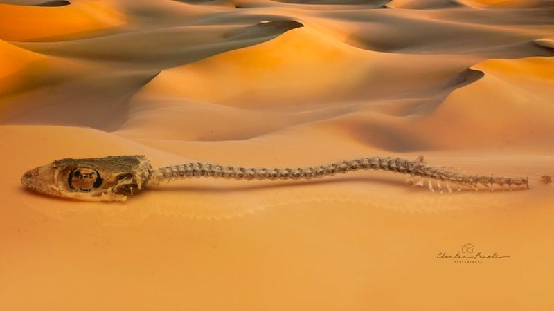 lizard, skeleton, sand, desert, nature, macro, animal, life, live, yellow, beautiful HUMAN LIVES\' SANDphoto preview