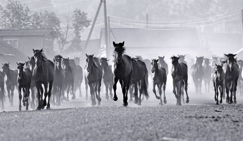башкирия, лето, выпас, деревня, лошади, бегущие лошади На выпасphoto preview