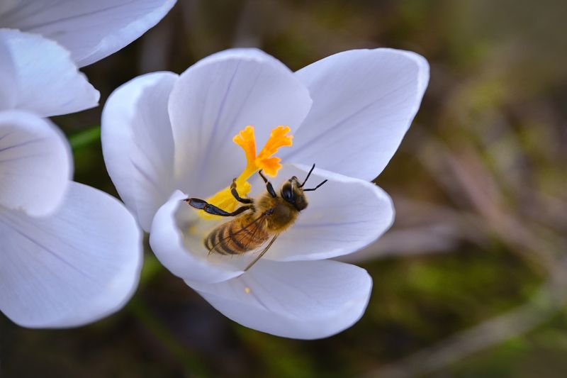 Первоцветы и \