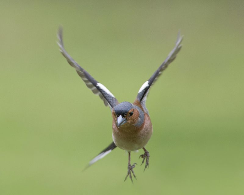 Зябликphoto preview