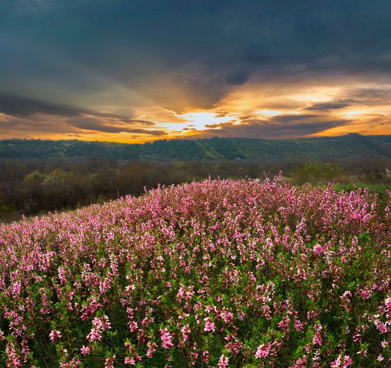 бештау,пейзаж,гора,кмв, степной миндаль После дождя на закатеphoto preview