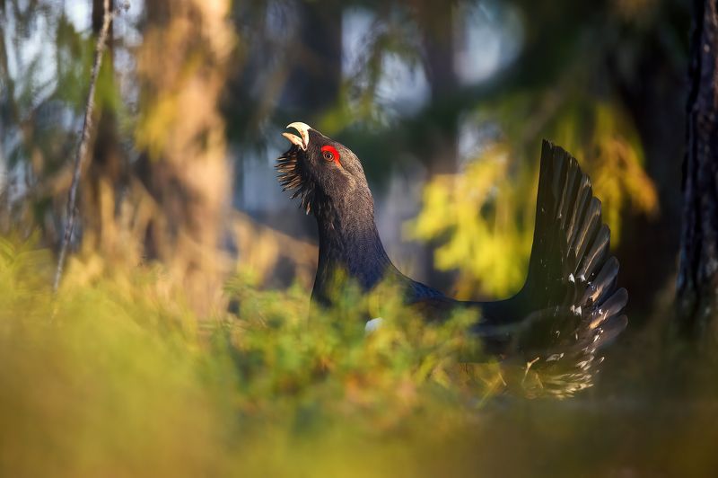 Глухарь.photo preview