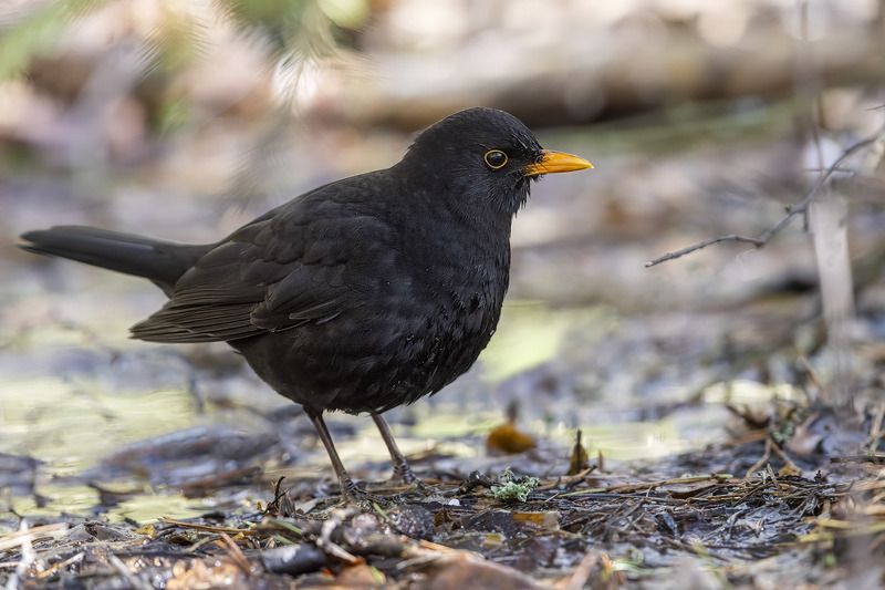 птицы, подмосковье photo preview