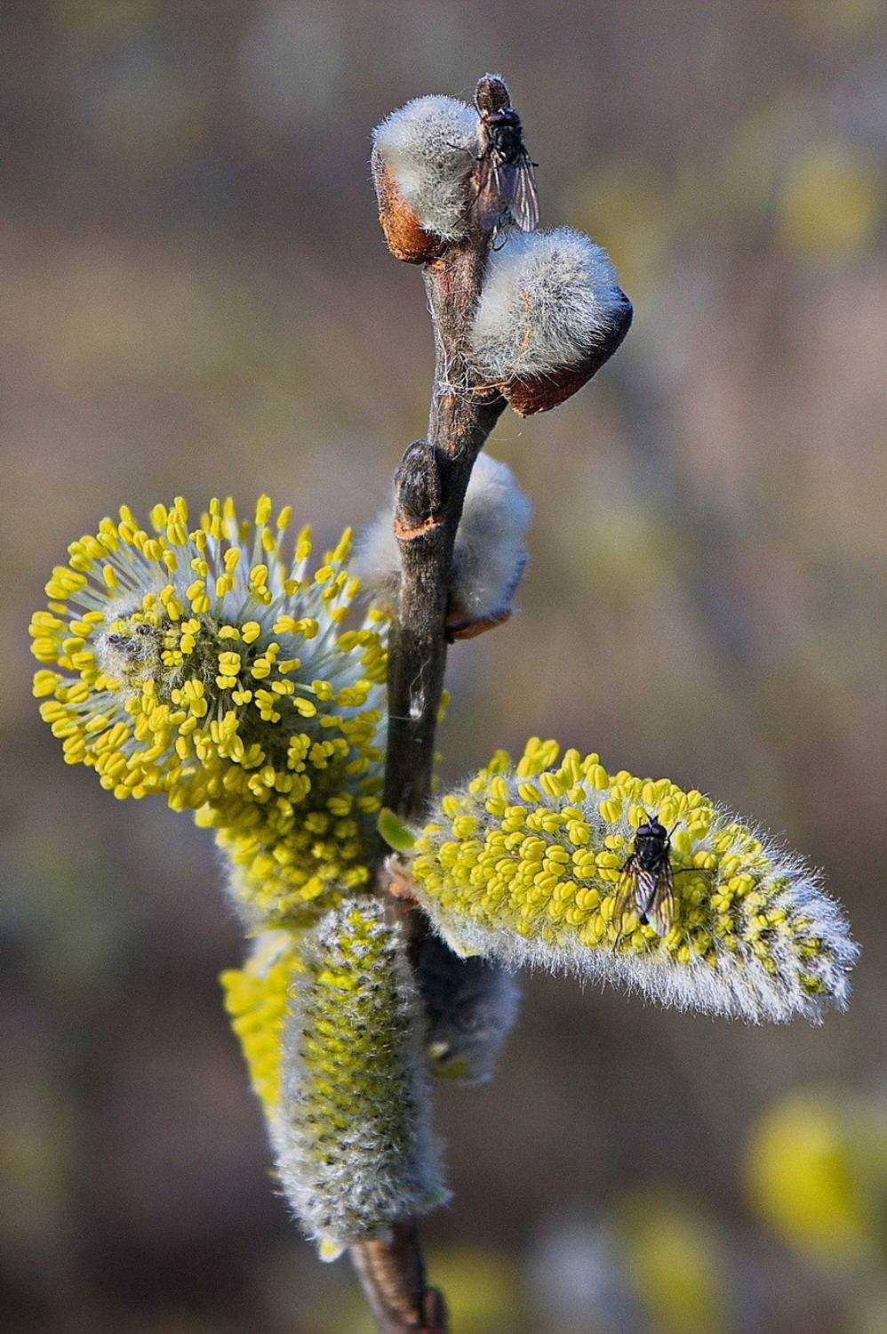 , Николаев Владимир