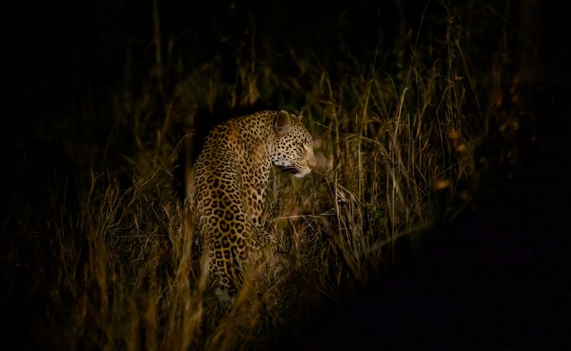 Ночная встречаphoto preview