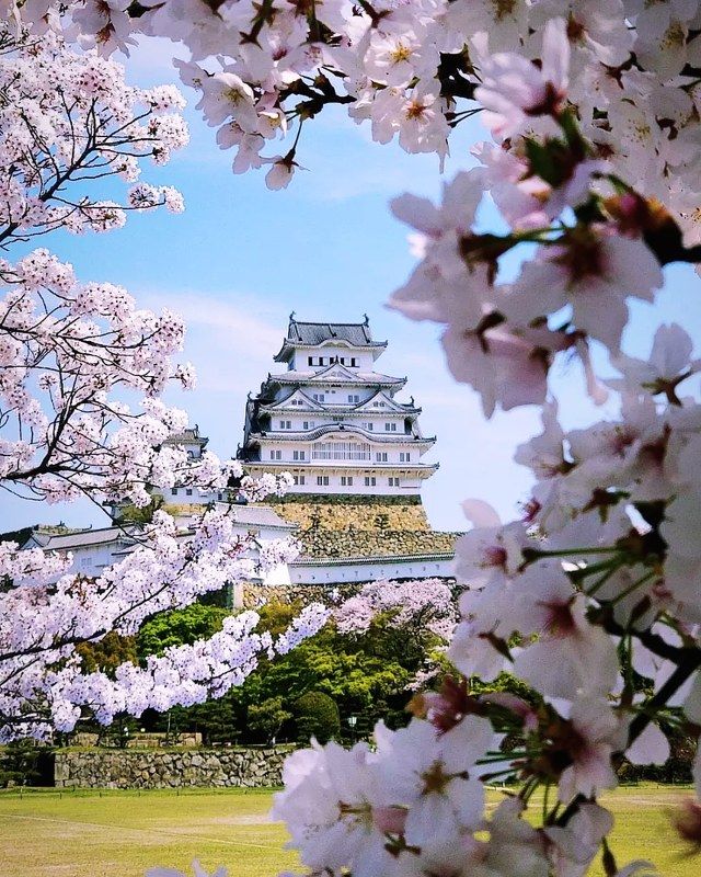 сакура, замок, химедзи, япония, цветение Цветение сакуры у замка Химедзи.photo preview