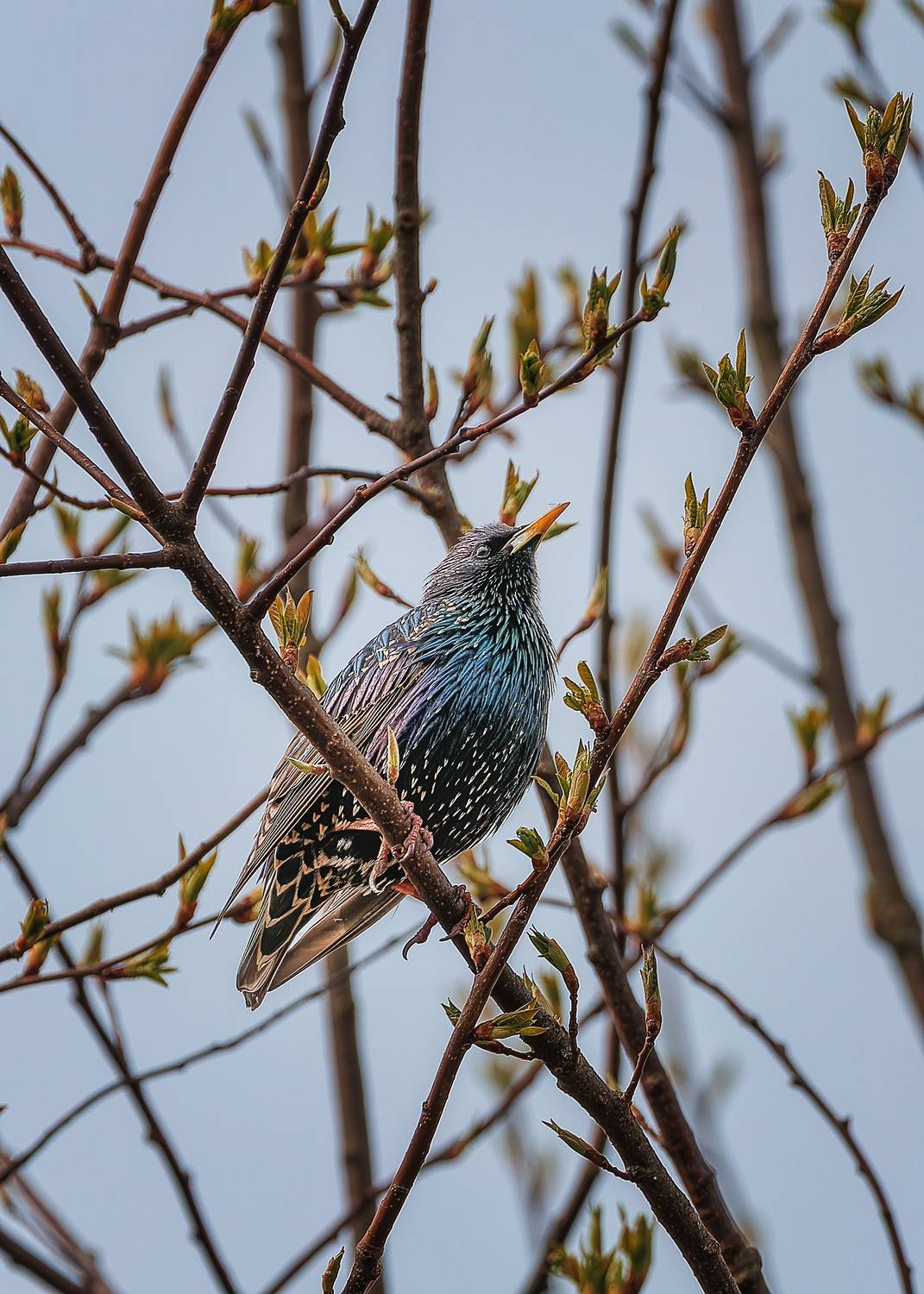 , Загруев Михаил