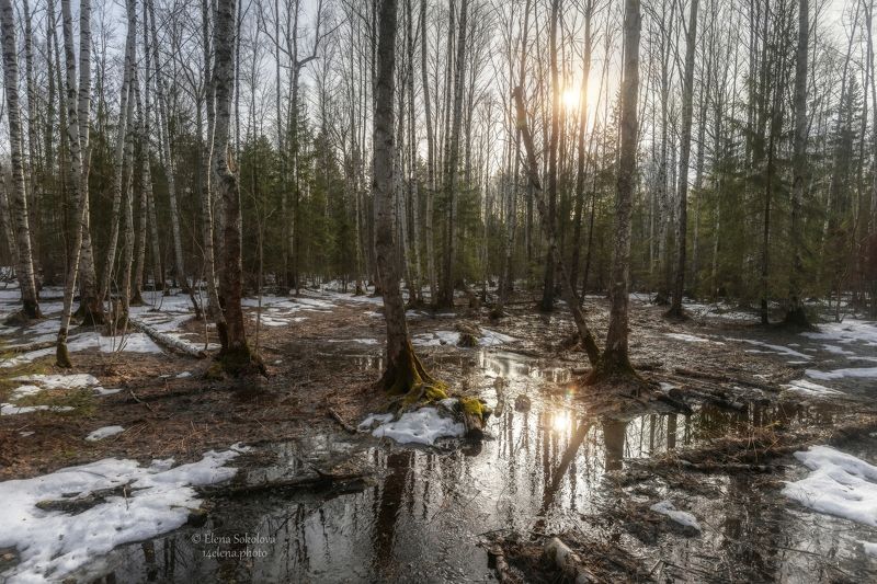 лес, весна, природа, водоем, отражение, вода, болото Прогулка по весеннему лесуphoto preview