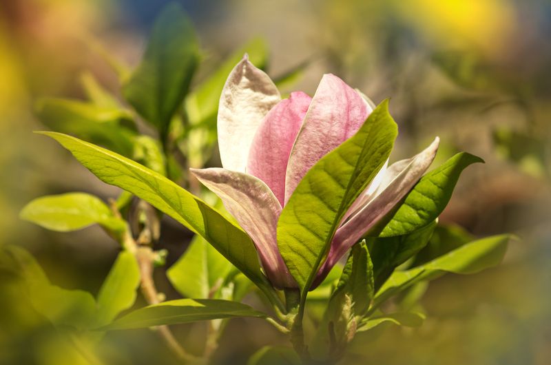 blossom, color, colors, color image, digital, editing, flower, green, magnolia, nature, outdoor, photograph, photography, portrait, tree, Magnolia Blossom Portraitphoto preview