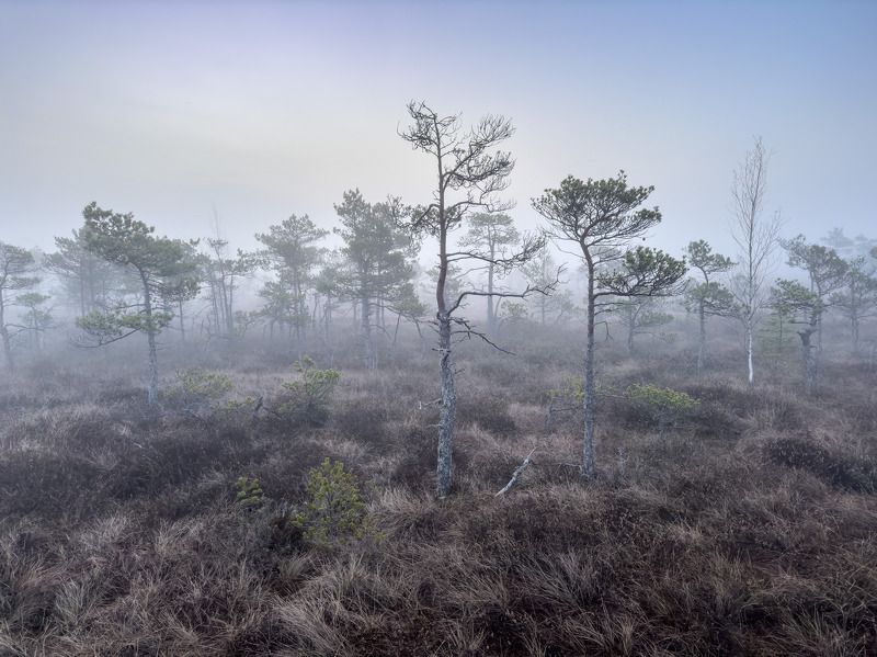 Утро на болоте. Апрельphoto preview