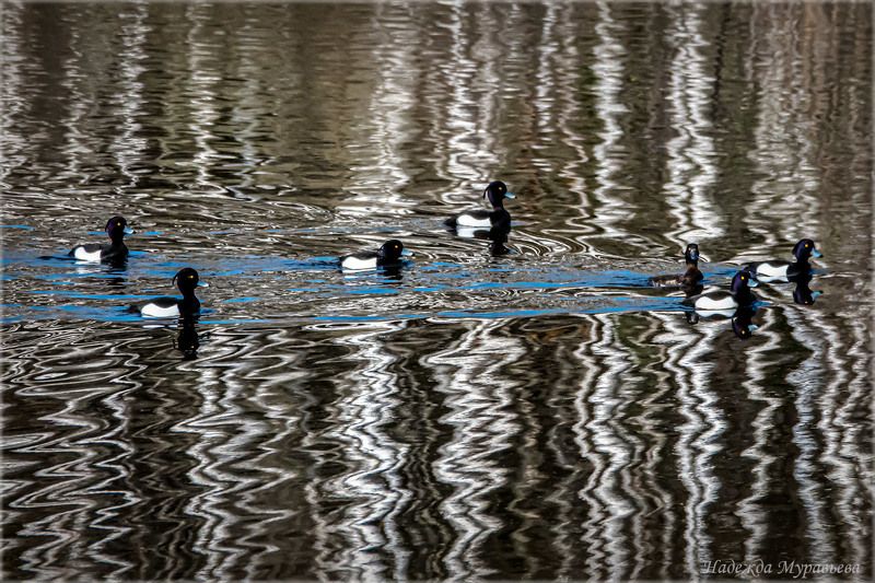 хохлатая чернеть, отражение, стайка, весна, Про отраженияphoto preview