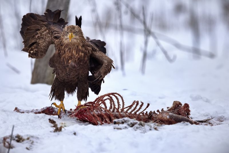 Пляски на костяхphoto preview