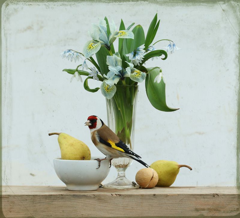 щегол 14 апреляphoto preview