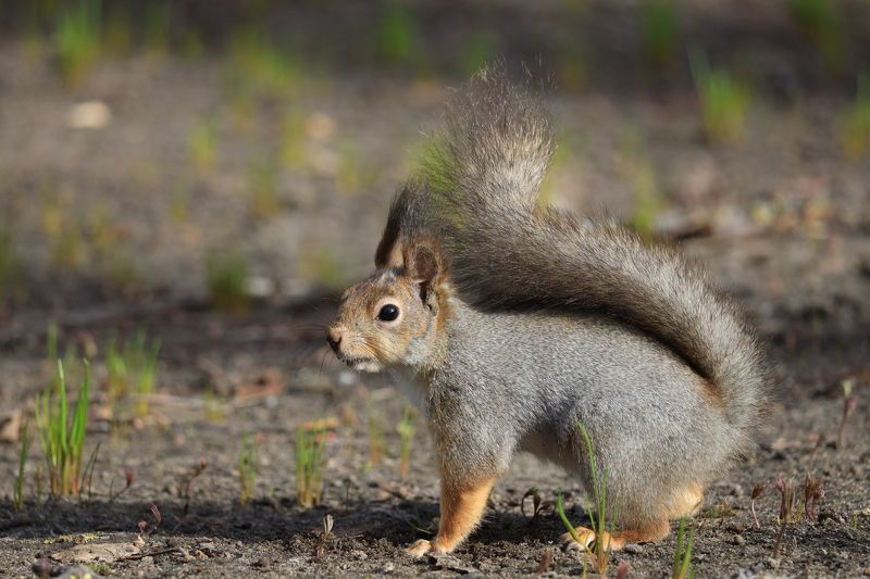 Чую орехи...photo preview
