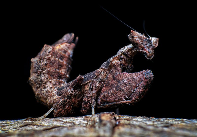 macro, nature, insect, mantis Demon Boxer Mantisphoto preview