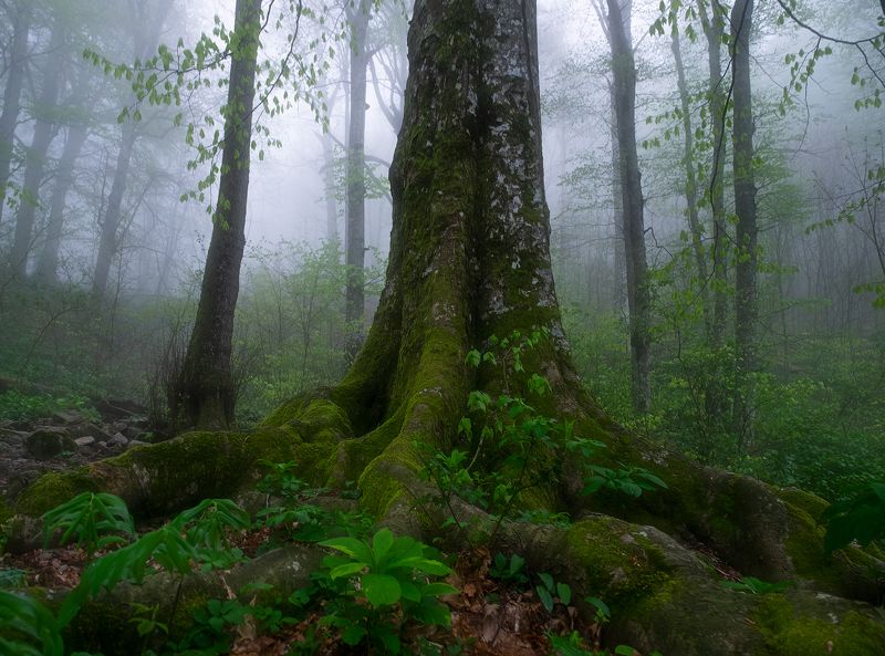 #ProFogphoto preview