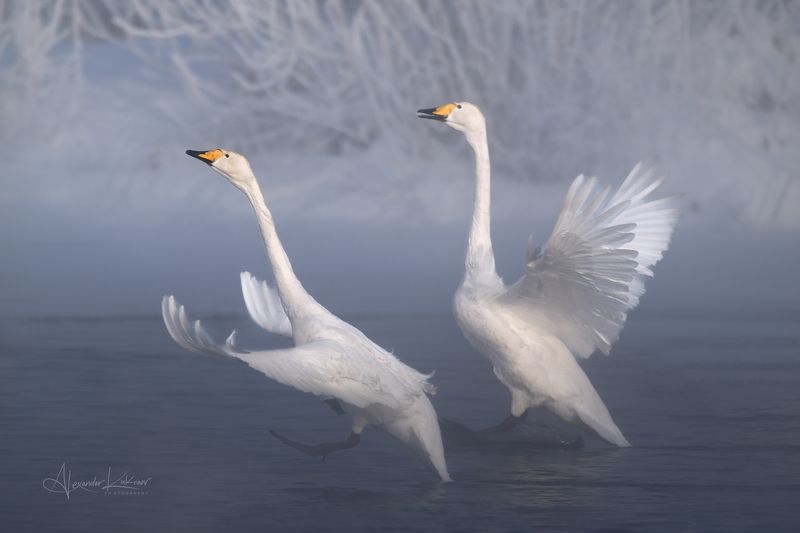 лебеди, алтай Танцы на воде... фото превью