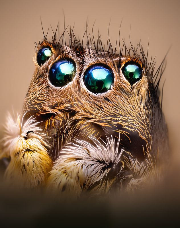 aelurillus, v-insignitus Скакунphoto preview