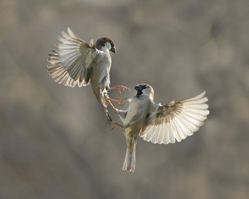 Просто воробьиphoto preview