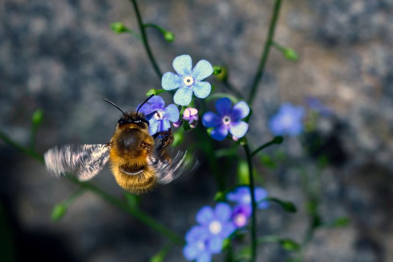 Незабравки и Пчелаphoto preview