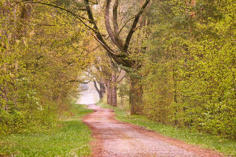 аллея, апрель, беларусь, весна, дорога, история Забытый старый тракт.photo preview