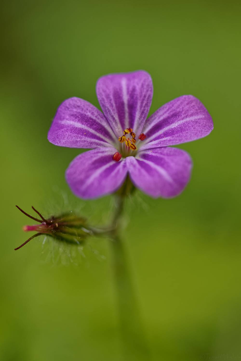 Автор: Jozef Mihalčin , Jozef Mihalčin